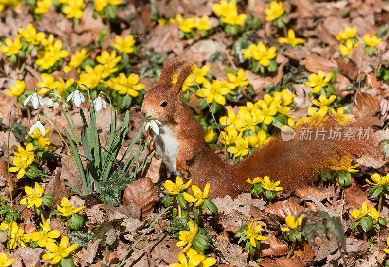 红松鼠(Sciurus vulgaris)